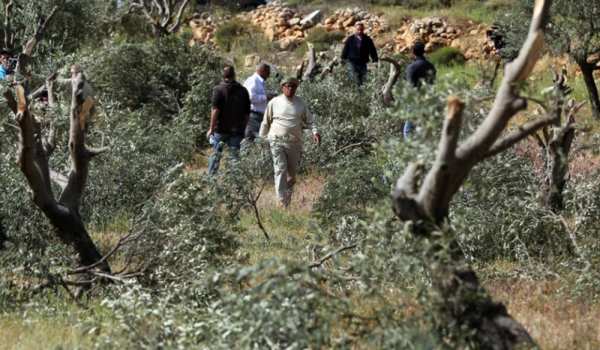 Settlers Assault Olive Harvesters in Yas...