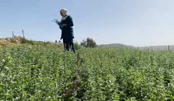 From Za’atar to Trails: Farming Hope in ...
